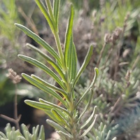 Lavandula angustifolia 'Hidcote'